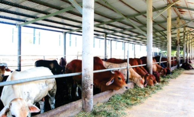 Đầu tư các trang trại chăn nuôi
